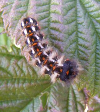 Euproctis similis Yellow tail (early instar)