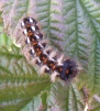 Euproctis similis Yellow tail (early instar)