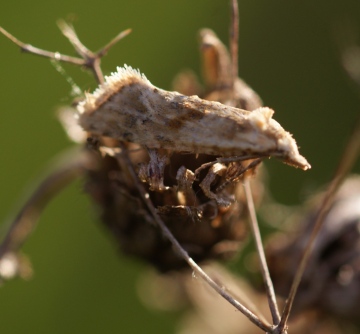 Cochylimorpha straminea Copyright: Robert Smith