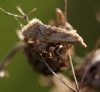 Cochylimorpha straminea Copyright: Robert Smith