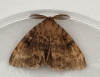 Gypsy Moth  Lymantria dispar Copyright: Graham Ekins