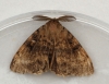 Gypsy Moth  Lymantria dispar