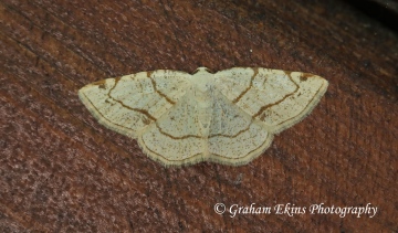 Dorset Cream Wave   Stegania trimaculata Copyright: Graham Ekins