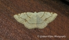 Dorset Cream Wave   Stegania trimaculata Copyright: Graham Ekins