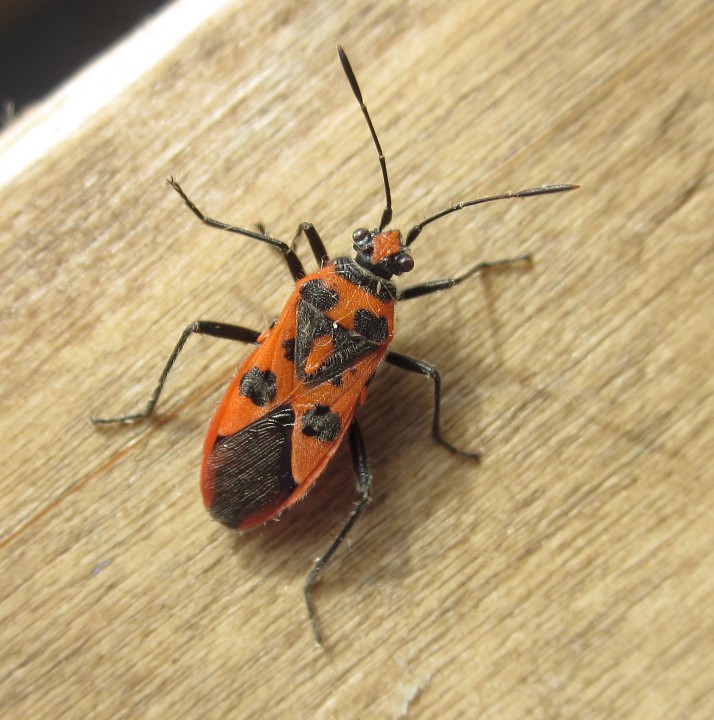 Corizus hyoscyami Copyright: Clive Atkins