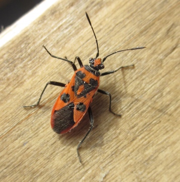 Corizus hyoscyami Copyright: Clive Atkins