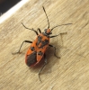 Corizus hyoscyami