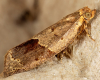 Banded Ivy Tortrix (Clepsis dumicolana) 2