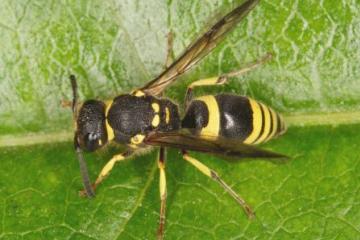 Ancistrocerus gazella Copyright: Peter Harvey