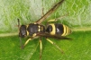 Ancistrocerus gazella Copyright: Peter Harvey