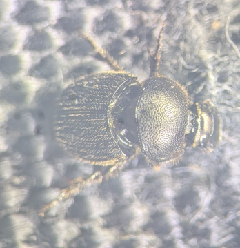 Onthophagus joannae Copyright: Robert Smith