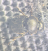Onthophagus joannae 