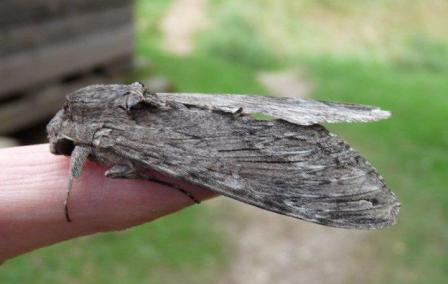 Convolvulus Hawk Moth Copyright: Graham Smith