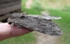 Convolvulus Hawk Moth