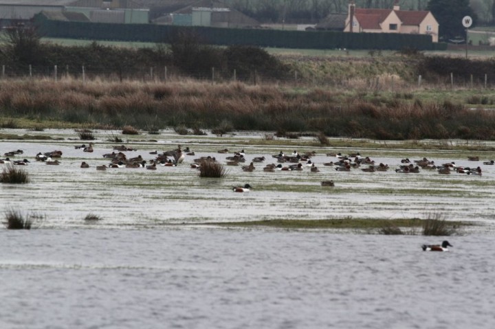 Round Marsh - Blue House Farm Copyright: Graham Smith