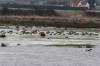 Round Marsh - Blue House Farm 