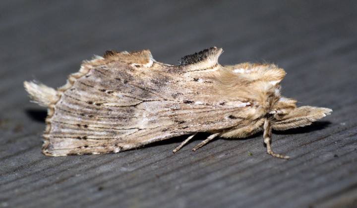 Pale Prominent 3 Copyright: Ben Sale