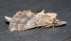 Pale Prominent 3 