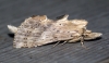 Pale Prominent 3