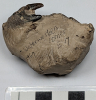 Fossil Crab with claw from London Clay collected 1969 Underside 