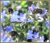 Anthophora plumipes montage