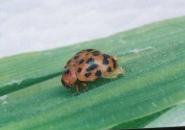 24 spot ladybird Copyright: Paul Mabbott