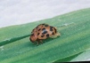 24 spot ladybird 