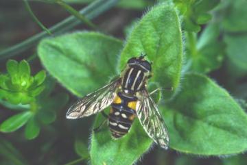 Helophilus pendulus Copyright: Peter Harvey