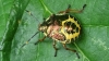 Final instar Copyright: Raymond Small