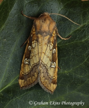 Gortyna borelii   Fisher's Estuarine Moth 2 Copyright: Graham Ekins