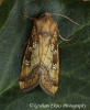 Gortyna borelii   Fisher's Estuarine Moth 2 