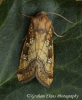 Gortyna borelii   Fisher's Estuarine Moth 2