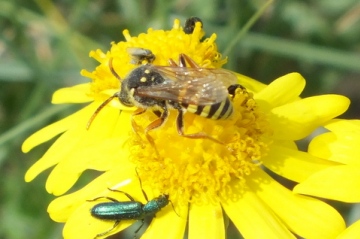 Bee on Ragwort Copyright: Peter Pearson