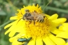 Bee on Ragwort 
