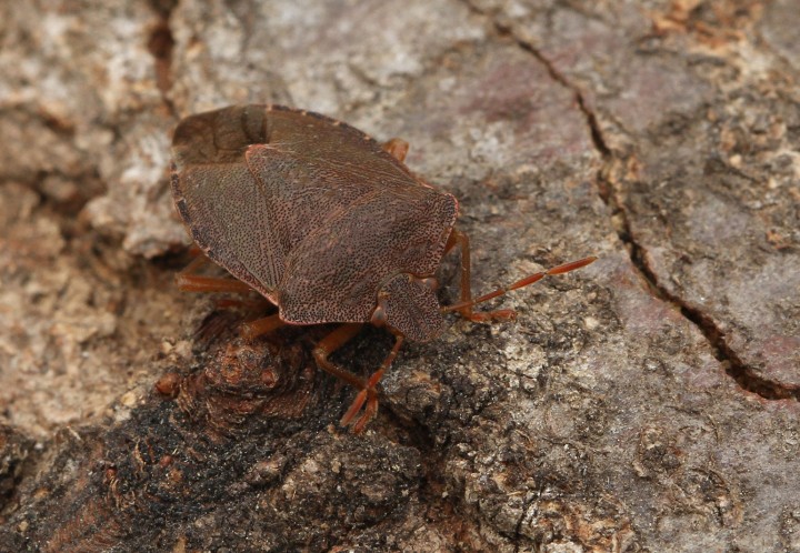 Palomena prasina (Green Shieldbug) (winter colour) 2 Copyright: Graham Ekins