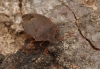 Palomena prasina (Green Shieldbug) (winter colour) 2