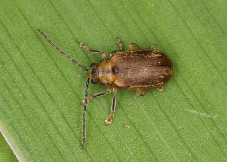 Pyrrhalta viburni Copyright: Peter Harvey