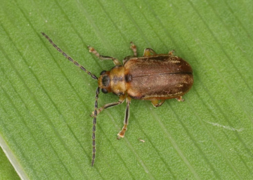 Pyrrhalta viburni Copyright: Peter Harvey