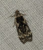 Anacampsis blattariella