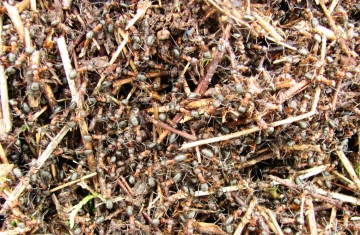 Wood Ants Copyright: Graham Smith