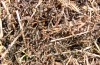 Wood Ants 