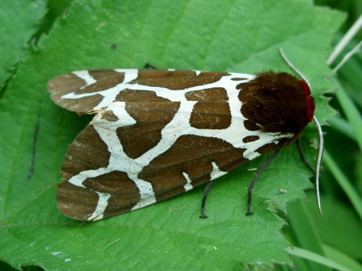 Garden Tiger Copyright: Kevin Shaw