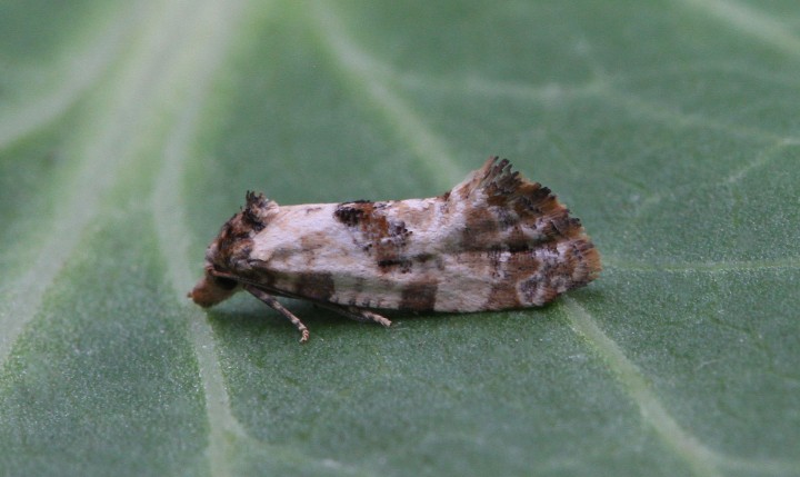 Cochylis molliculana 5 Copyright: Graham Ekins