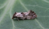 Cochylis molliculana 5