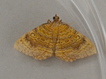 Yellow Shell  Camptogramma bilineata 2 Copyright: Graham Ekins