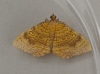 Yellow Shell  Camptogramma bilineata 2 Copyright: Graham Ekins