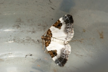 Blue-bordered Carpet 2 Copyright: Ben Sale