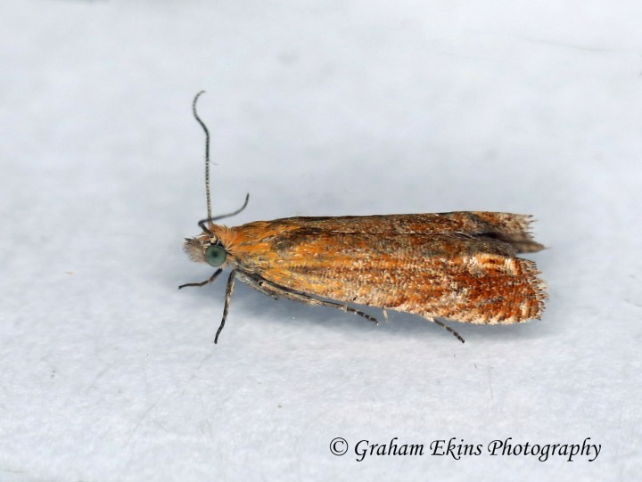 Lathronympha strigana 4 Copyright: Graham Ekins