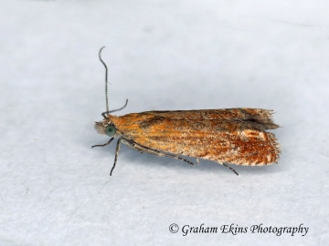 Lathronympha strigana 4 Copyright: Graham Ekins