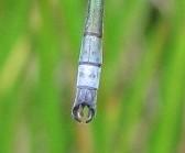 Scarce Emerald Damselfy 2 Copyright: Graham Smith